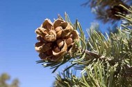pinon-pinyon-tree